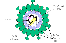 Hepatitis b is spread when blood, semen, or other body fluids from a person infected with the virus enters the body of someone who is not infected. Hon Hepatitis B V4 1 Hepatitis B Virology And Immunology