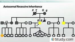Pedigree Analysis In Human Genetics Inheritance Patterns