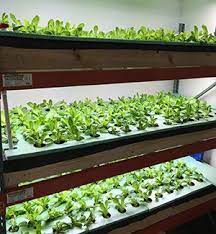 Vertical Farming And Aquaponics And Small Businesses Aquaponics Aquaponics System Vertical Farming