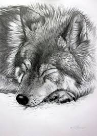 40 Realistic Animal Pencil Drawings Pencil Drawings Of Animals Realistic Animal Drawings Animal Drawings