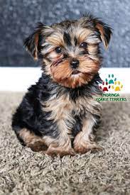 Yorkie Puppies For Sale Quality Tiny Teacup Toy Puppies Yorkies For Sale Southern Califorina Boutique Yorkie Puppy For Sale Teacup Yorkie Puppy Yorkie Terrier