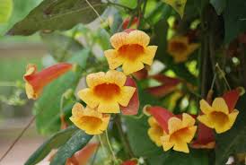 Image result for Bignonia capreolata