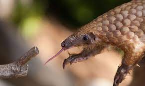 The main difference between pangolin and armadillo is that the pangolin is a order of mammals and armadillo is a family of mammals. The Pangolin The Strangest And Most Desired Animal In The World Openmind