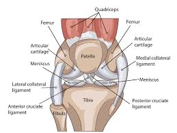 Want to learn more about it? Knee Anatomy Including Ligaments Cartilage And Meniscus