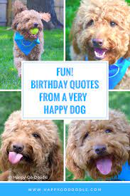 Birthday cards for her (315). 40 Fun Birthday Quotes From A Ridiculously Happy Birthday Dog