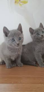 Home Raised Russian Blue Kittens For Adoption Free Stuff Lancaster Pa Shoppok