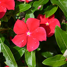 Image result for Catharanthus