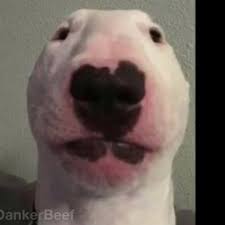 Doge dog wallpaper, to produce your own private 3d image of the website, start off by developing a new facebook put up. R6tracker Burrito Doge Rainbow Six Siege Match History