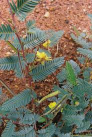 Image result for Chamaecrista biensis