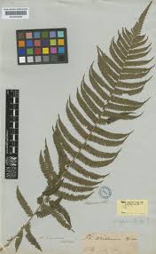 Image result for Pseudocyclosorus