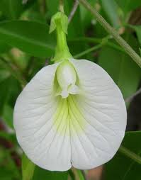 Image result for Clitoria ternatea