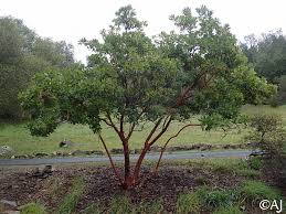 I'm wondering if the difference in ages of the trees is the reason for the yellowing and wilting or if there is some other cause i should be concerned about. Arbutus Marina California Flora Nursery