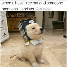 We did not find results for: He S Very Proud Of His New Hat R Wholesomememes Wholesome Memes Know Your Meme