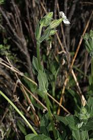 Image result for Silene abyssinica