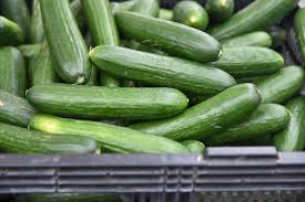 Image result for Cucumis engleri