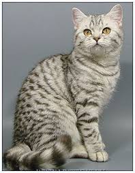 How much should a british shorthair kitten eat? British Shorthair Cat Black Silver Spotted British Shorthair Cats British Shorthair American Shorthair Cat