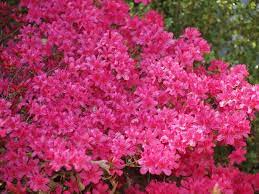 Nothing Prettier Than A Yard Full Of Azaleas Azalea Bush Pink Azaleas Azaleas Landscaping