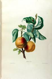N22 W1150 Botanical Drawings Botanical Illustration Illustration