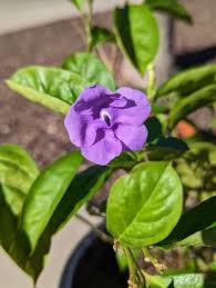 Image result for Brunfelsia pauciflora