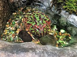 Like most members of the genus ceratophrys. Ornate Horned Frog Ceratophrys Ornata