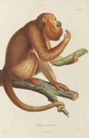 Alexander Von Humboldt Bonpland Recueil D Observations De Zoologie 1811 Alexander Bonpland Humboldt Observ