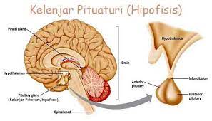 We did not find results for: Pengertian Kelenjar Pituitari Fungsi Dan Struktur Bagian Kelenjar Pituitari Hipofisis Lengkap Pelajaran Sekolah Online