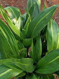 Image result for Aspidistra