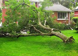 What To Do If Tree Falls on Your Property