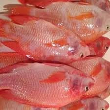 Jadi, bisa dikatakan kalau budidaya ikan nila ini sangat menguntungkan jika menanyakan pakan ikan nila, sebenarnya terbilang mudah member pakan pada ikan nila. Jual Ikan Nila Merah 1 Kg Jakarta Timur Alesha 354 Tokopedia