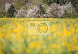 Check spelling or type a new query. Prato Primavera Con Fiori Gialli Con Alberi Adesivi A Muro Tedesco Solitario Quercia Myloview It