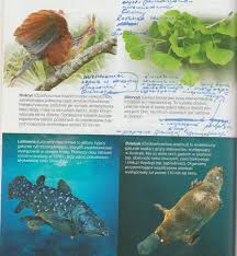 W ich budowie występowały cechy obydwu gromad. Biologia Nauka O Zyciu Dowody Ewolucji
