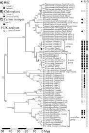 Image result for Pharnaceum brevicaule