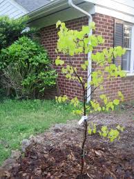 The redbud is an ideal tree for the yard where ever it will grow. Hearts Of Gold Redbud Tree Yikes Money