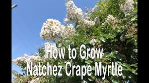 The following post describes & focus on key features of this the 'acoma' crapemyrtle is the product of persistent improvement study and work, which the hybrid 'acoma' crapemyrtle has white flowers, is completely resistant to mildew, and as a shrub. How To Grow Natchez Crape Myrtle White Flowering Crape Myrtle With Cinnamon Brown Bark Youtube