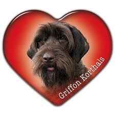 Image result for griffon korthalsův