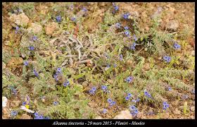 Image result for Tinnea rhodesiana