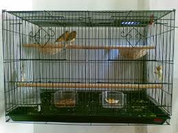 Dengan cara membuat murai batu cepat emosi diatas pastinya akan membantu dan bisa. Kenari Bird Shefalitayal
