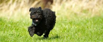 The average cost of fence installation is $4,000 for approximately 155 linear feet of fencing. Compare Pros And Cons Of Invisible Pet Fencing 2021 Average Invisible Pet Fence Costs