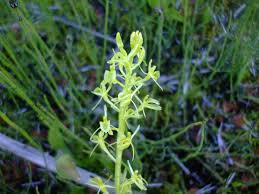 Image result for Liparis bowkeri