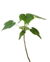 Image result for Sterculia africana