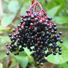 Holunder schneiden, jährlicher bisschen unpräzise? Holunderbeeren Wie Giftig Sind Sie Wirklich Mein Schoner Garten