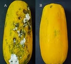 Daun matang yang tahan serangan menjadi berbintil dan. Penyelidik Temui Formula Atasi Kulat Tompokan Hitam Pada Betik Universiti Putra Malaysia