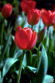 صور طبيبعية ورود وزهور مجموعة من الزهور بألوان طبيعية خلابة حسناء