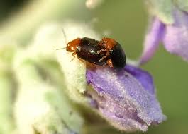 Image result for Blotiella natalensis