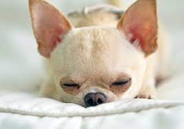7 Facts About Senior Chihuahuas I Love My Chi