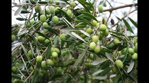 Image result for Olea chimanimani