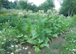 Image result for Nicotiana tabacum