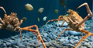It has the largest leg span of any arthropod. Giant Japanese Spider Crab Tennessee Aquarium