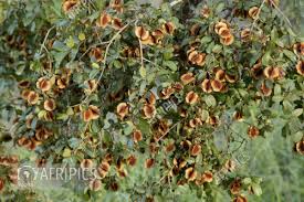 Image result for Combretum apiculatum