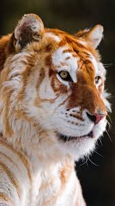 Pretty sure the taste of the tiger also changes. Golden Tiger Wallpapers Top Free Golden Tiger Backgrounds Wallpaperaccess